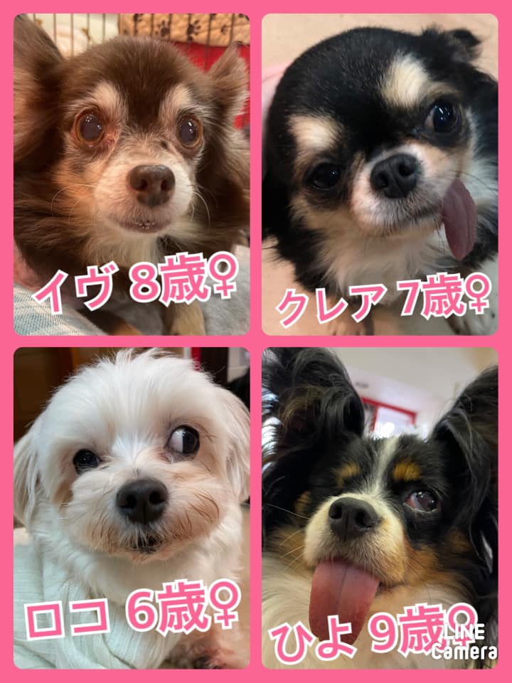 🐾今日の里親様募集中ワンコ🐶メンバーです🐾2021,2,8